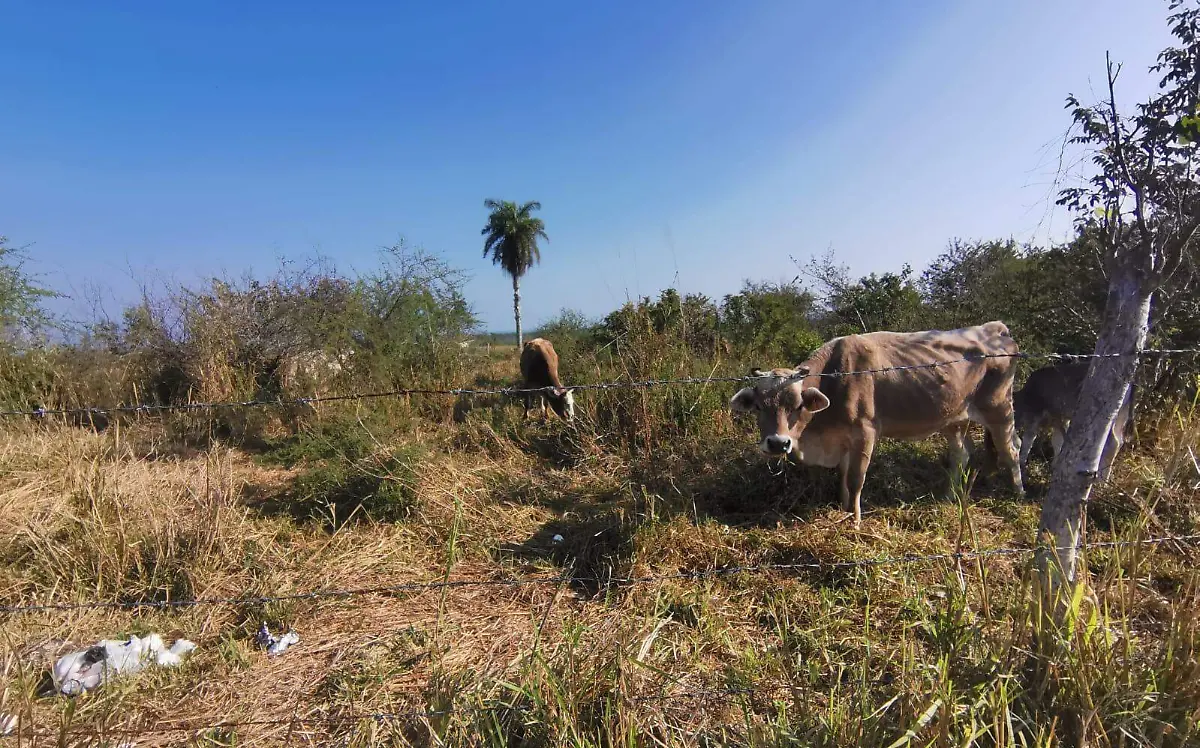 Sequía baja hasta 25 por ciento la producción de leche en el norte de Veracruz 